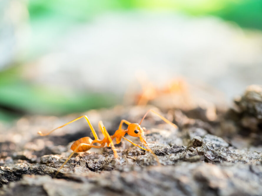 Ant in the small world
