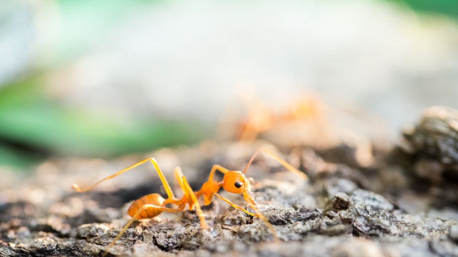 Ant in the small world